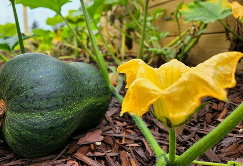 a zucchini growing in a garden with a yellow flower